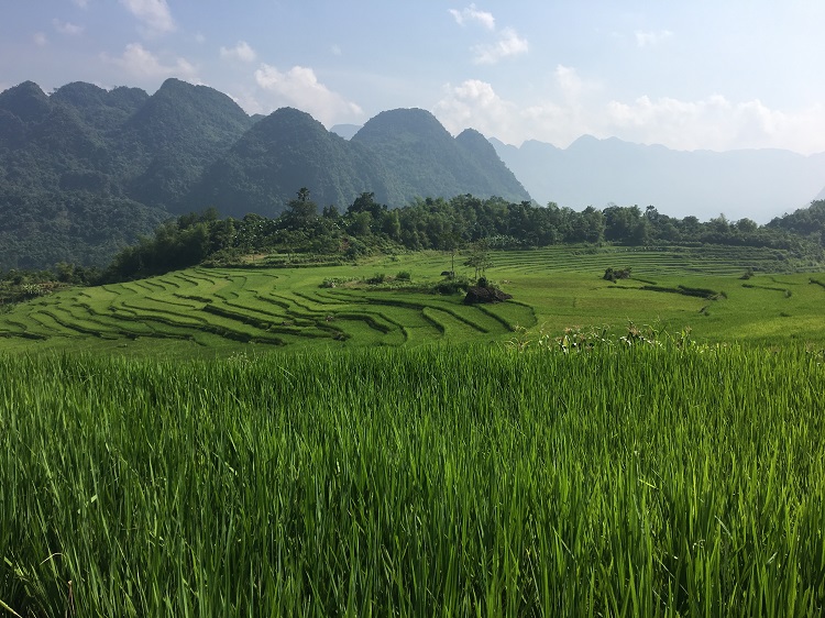 Rice terraces in Ban Don - Pu Luong